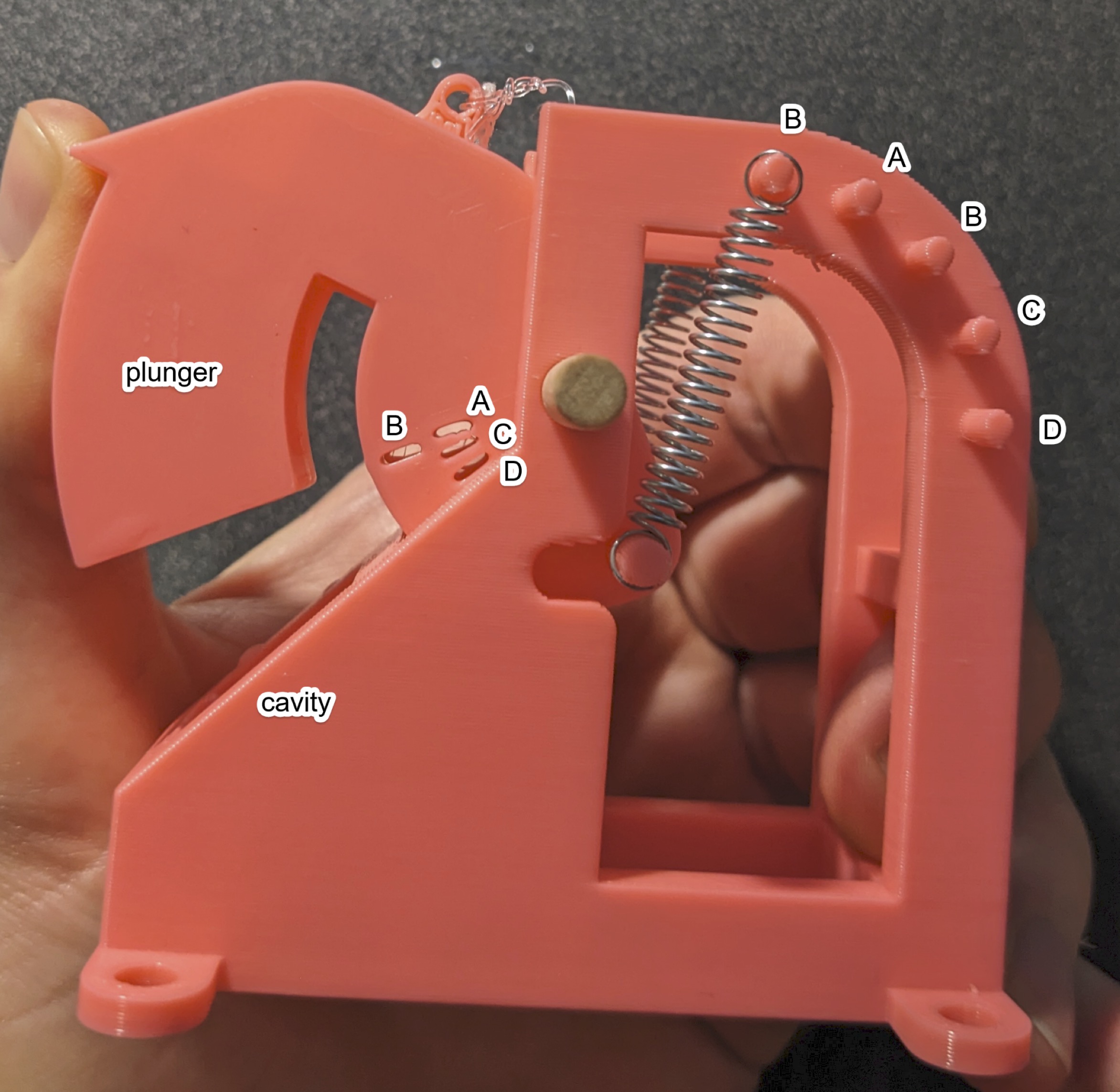 3D printed model of a snapping shrimp claw