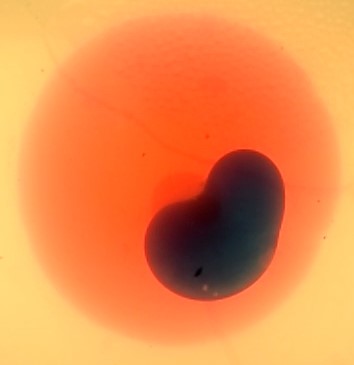 Disk-shaped fractured filled with red liquid with a patch of black liquid