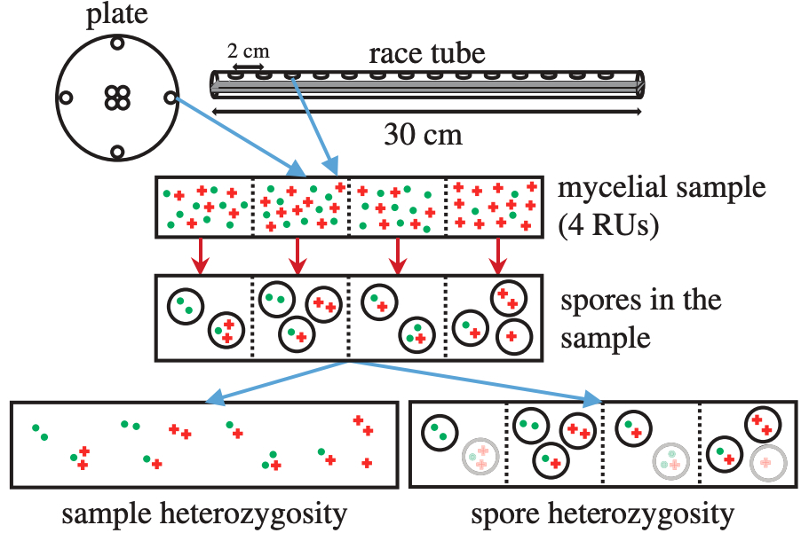 Schematic of the experimental method