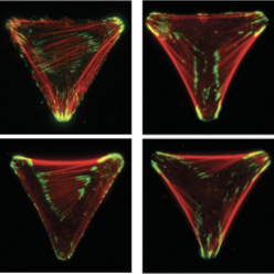 cells on geometrical pattern