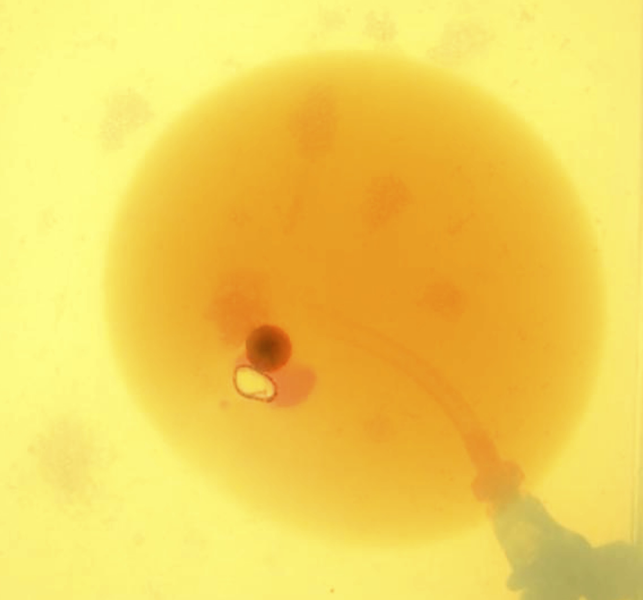 Disk-shaped fracture in red in yellow gelatin