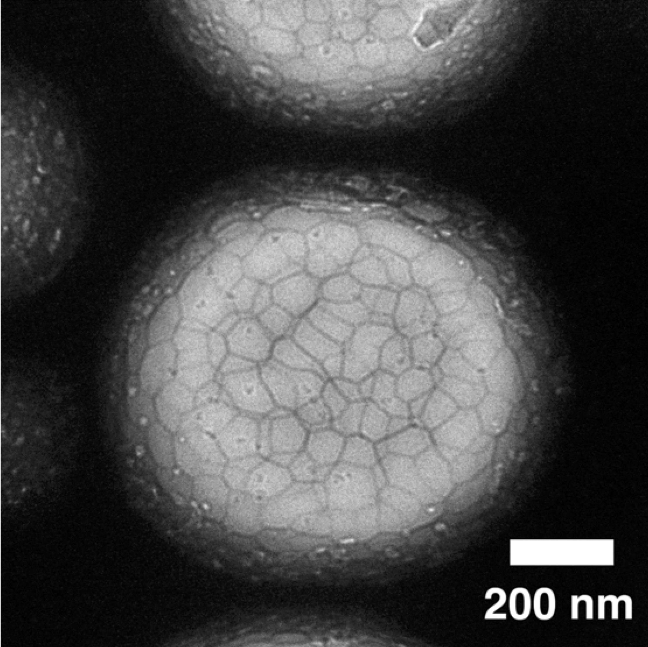 TEM image of a microbubble