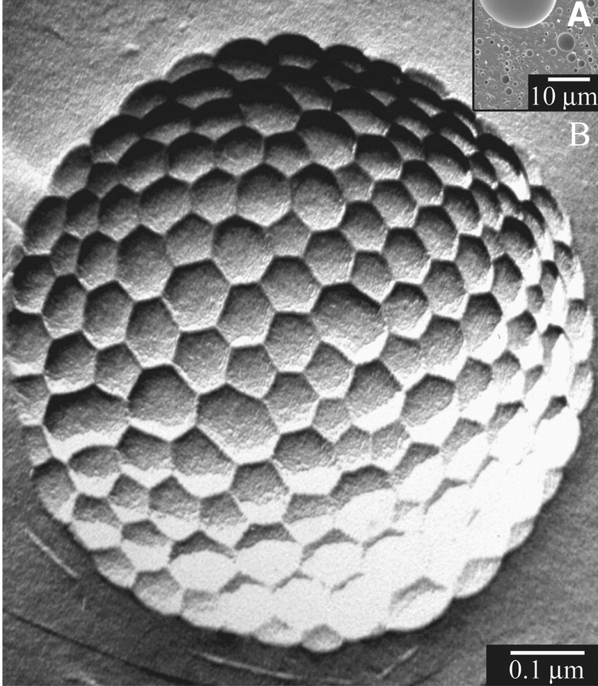 nanopatterned microbubble